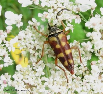 Flower longhorn (Typocerus velutinus) on Queen Anne's lace