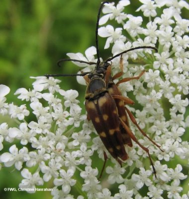 Flower longhorn (Typocerus velutinus) mating