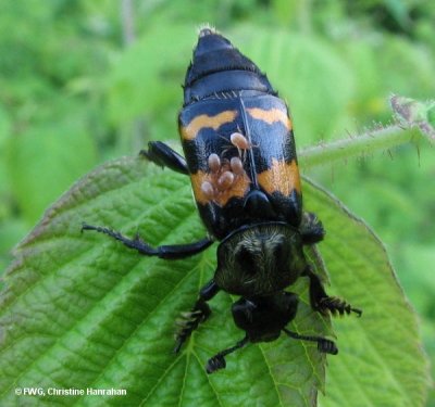 Burying beetle (Nicrophorus tomentosus)