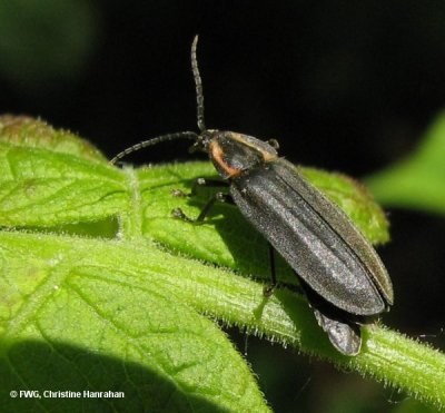 Diurnal firefly (Lucidota sp.)