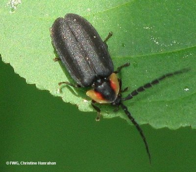 Diurnal firefly (Lucidota sp.)