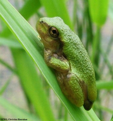 Gray treefrog (<em>Hyla versicolor</em>), juvenile