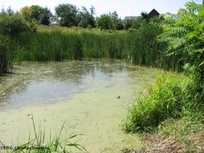Amphibian pond, Fletcher Wildlife Garden