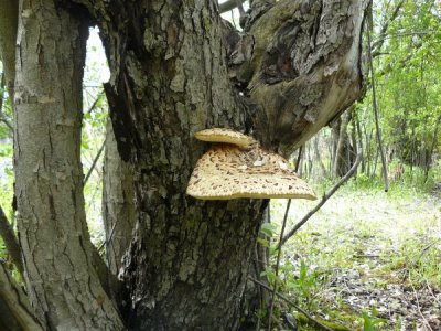 Dryad's saddle (Polyporus squamosus)