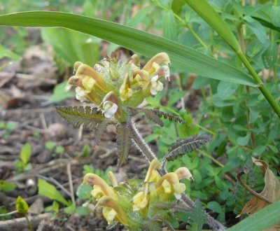 Wood Bettony or Lousewort (Pedicularis canadensis)