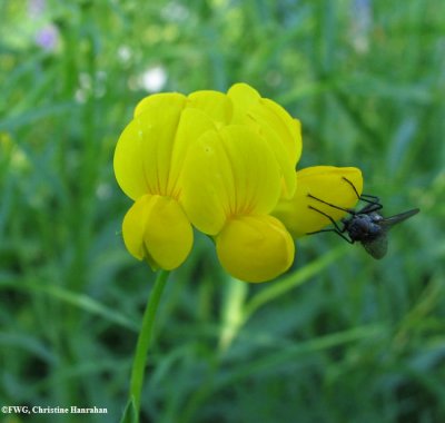 Bird's-foot trefoil (Lotus corniculatus)