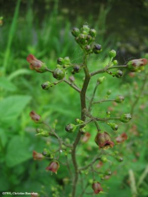 Figwort  (Scrophularia lanceolata)