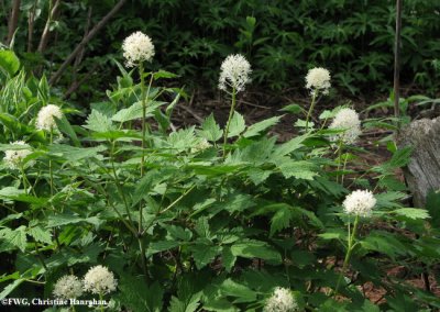 Red baneberry (Actaea rubra)