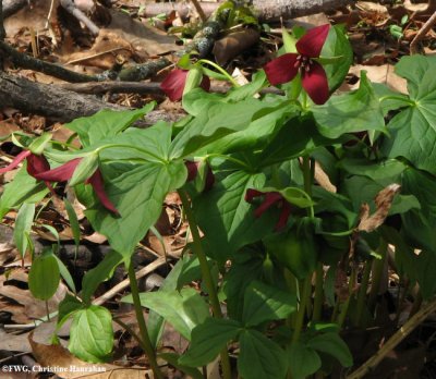 Trillium, red (<em>Trillium erectum</em>)