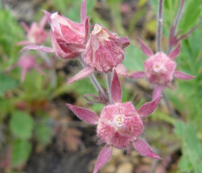 Prairie smoke (Geum triflorum)