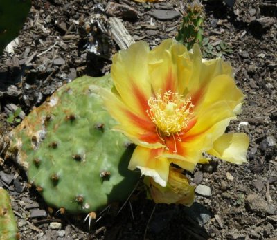 Prickly pear cactus (<em>Opuntia humifusa</em>)