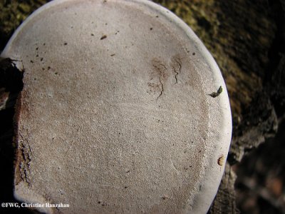 Artist's conk  (Ganoderma applanatum)