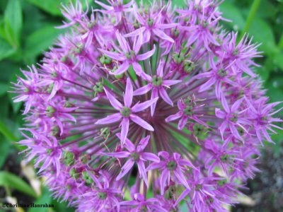 Ornamental onion  (Allium sp.)