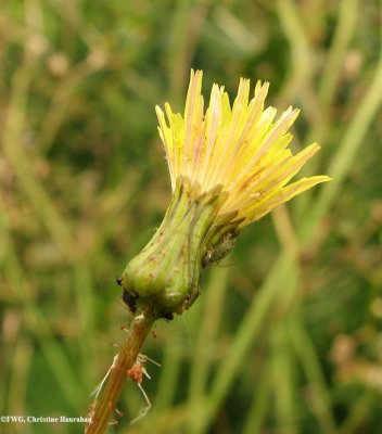 Sow-thistle, Spiny-leaved  (Sonchus asper) flower