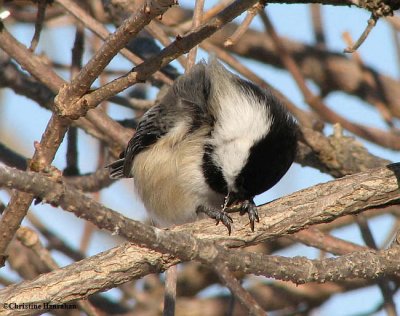 Black-capped chickadee