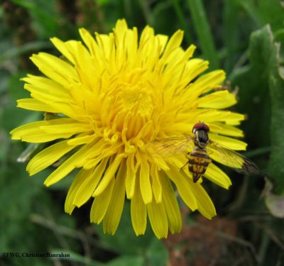 Dandelion  (Taraxacum officinale) with Hover fly (Toxomerus geminatus)