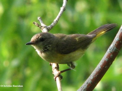 American redstart,  female