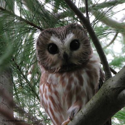 Northern saw-whet owl