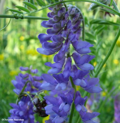 Cow vetch  (<em>Vicia cracca</em>)