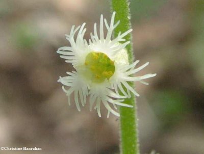 Mitrewort (Mitella diphylla)