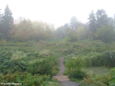 Early morning mist near the Amphibian Pond