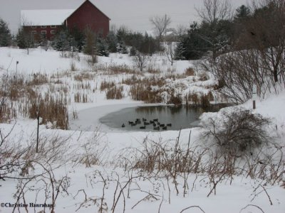 Pond in  winter