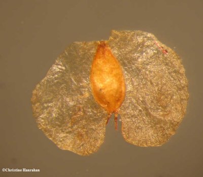 Birch seed close up