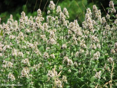 Catnip (Nepeta cataria)