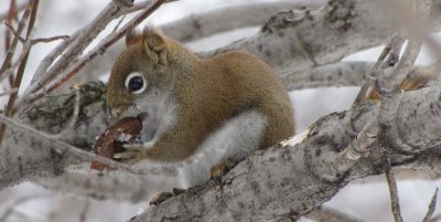 Red squirrel with walnut