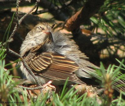 Chipping sparrow, fledged young