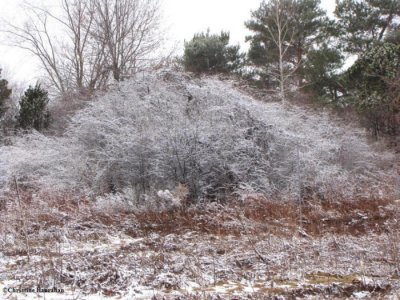 Spring snow -the old field