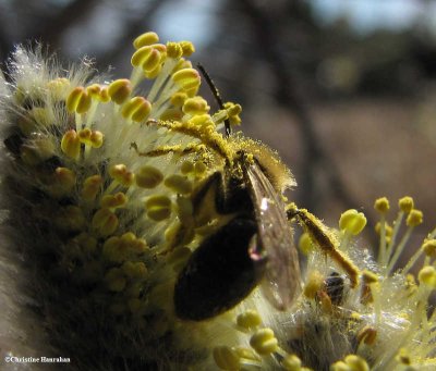 Andrenid bee (Andrena dunningi)