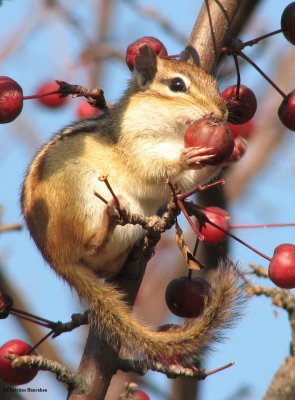 Chipmunk and crabapples