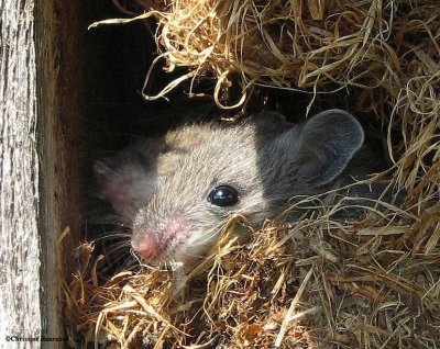 Mice in nest