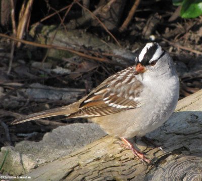 White-crowned sparrow