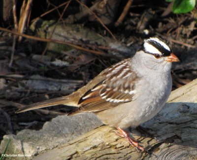 White-crowned sparrow