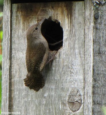 House wren