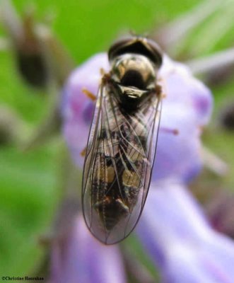 Hover fly (Platycheirus sp.)