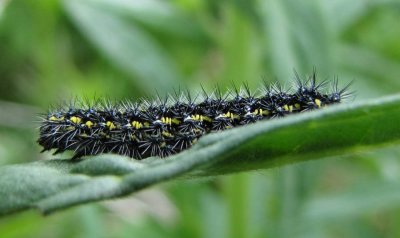 Confused haploa caterpillar (Haploa confusa), #8112