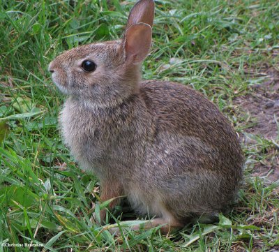 Young eastern cottontail rabbit (Sylvilagus floridanus)