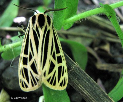 Ornate or Virgin Tiger Moth (Grammia virgo), #8197