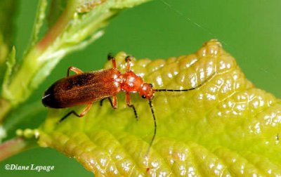 Soldier Beetles (Cantharidae)