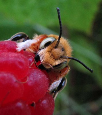 Leafcutter bee (Megachile latimanus)