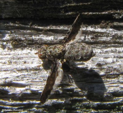 Picture-winged fly (<em>Callopistromyia</em> sp.)