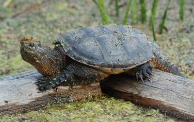 Snapping Turtle on platform