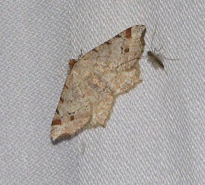 Red-headed inchworm moth (Macaria bisignata), #6342