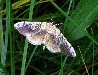 Basswood leaf roller (Pantographa limata), #5241