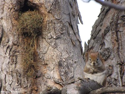 Red squirrel and nest