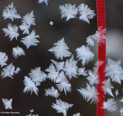 snowflakes or ice crystals on the  Interpretive Centre window