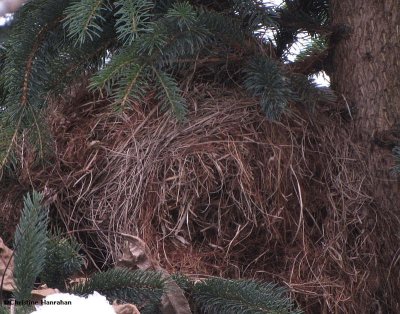 Red squirrel nest in spruce